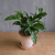 Calathea Freddie - Casa Selvática