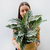 Calathea Freddie - comprar online