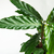 Calathea rufibarba