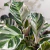 Calathea White Fusion - comprar online
