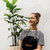 Caryota - comprar online