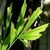 Caryota en internet