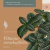 Fittonia verschaffeltii - comprar online