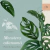 Monstera adansonii - Peruviano - tienda online