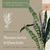 Sansevieria trifasciata Enana - Casa Selvática