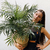 Chamaedorea elegans - comprar online
