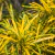 Codiaeum variegatum - Crotón fideo - comprar online