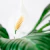 Combo Spathiphyllum + Maceta Cilindro con Plato en internet