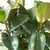 Ficus elastica Verde - Gomero - comprar online