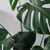 Monstera deliciosa en internet