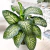 Dieffenbachia amoena - Tropic en internet