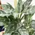 Combo Aglaonema Maria + Maceta Bohemia grande - comprar online