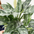 Aglaonema commutatum Maria - comprar online