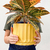 Maceta Pothia con plato - comprar online