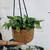 Porta maceta Seagrass Colgante - comprar online