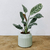 Maceta Bamboo - tienda online