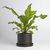 Cilindro Grande Ceramica con plato - tienda online