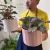 Fittonia verschaffeltii - comprar online