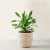 Dracaena fragans - Palo de Agua o Brasil - comprar online