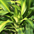 Dracaena fragans - Palo de Agua o Brasil