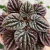 Peperomia Caperata Emerald Ripple Red
