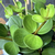 Peperomia Tetraphylla ‘Hope‘