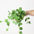 Peperomia Tetraphylla ‘Hope‘ - comprar online
