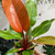 Philodendron Prince of orange