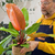 Philodendron Prince of orange - comprar online