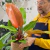 Philodendron Prince of orange - comprar online