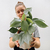 Philodendron silver - comprar online
