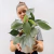 Philodendron silver - comprar online