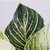 Philodendron Birkin