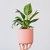 Philodendron Birkin - comprar online