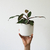 Philodendron Pink Princess - comprar online