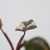 Philodendron Pink Princess