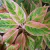 Aglaonema commutatum Lawan en internet