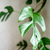Rhaphidophora tetrasperma - Monstera mínima