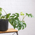Rhaphidophora tetrasperma - Monstera mínima - comprar online