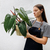 Philodendron erubescens - Sanguíneo - comprar online