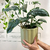 Syngonium podophyllum Emerald Green