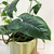 Syngonium podophyllum Emerald Green - comprar online