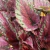 Begonia Rex en internet