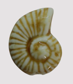 CERAMICA BUZIO ESPIRAL 41mm CREMA - UND - CE311 - comprar online