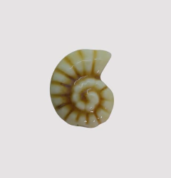 CERAMICA BUZIO ESPIRAL 20mm CREMA - UND - CE305 - comprar online