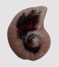CERAMICA BUZIO ESPIRAL 41mm ROSA - UND - CE310 - comprar online
