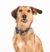 Collar Roswell - comprar online