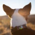 Collar Roswell en internet