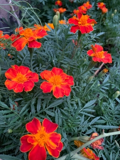 Banner de la categoría Semillas de Flores