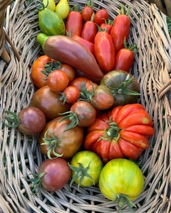 Banner de la categoría Semillas de Tomates